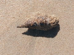 Turritellinella tricarinata