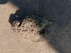 Turritellinella tricarinata