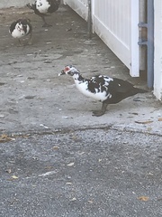 Cairina moschata domestica