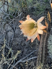 Cereus aethiops