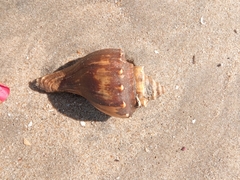 Volegalea cochlidium