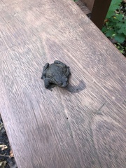 Bufo bufo