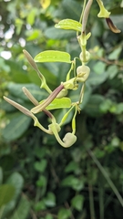 Aristolochia acuminata