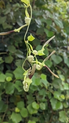 Aristolochia acuminata