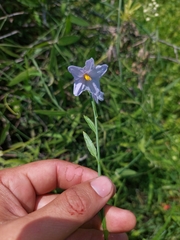 Solanum amygdalifolium