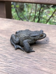 Bufo bufo