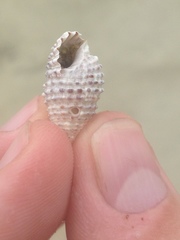 Cerithiidae