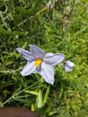 Solanum amygdalifolium