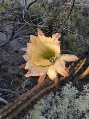 Cereus aethiops