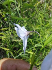 Solanum amygdalifolium