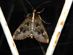 Sphingomorpha chlorea