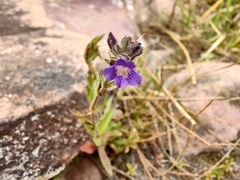 Stemodia durantifolia