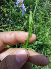 Solanum amygdalifolium