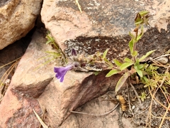 Stemodia durantifolia