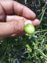 Solanum amygdalifolium