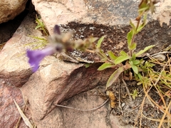 Stemodia durantifolia