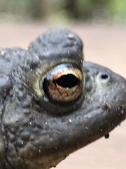 Bufo bufo