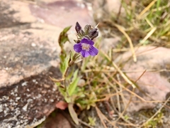 Stemodia durantifolia