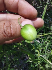 Solanum amygdalifolium