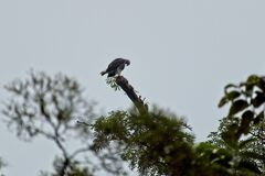 Haliaeetus ichthyaetus