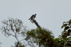 Haliaeetus ichthyaetus