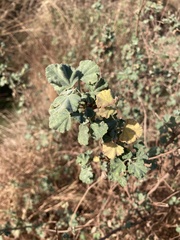 Malva subovata