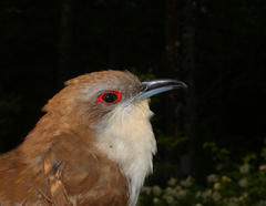 Coccyzus erythropthalmus