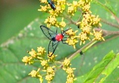Argyroeides