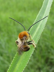 Eucera longicornis