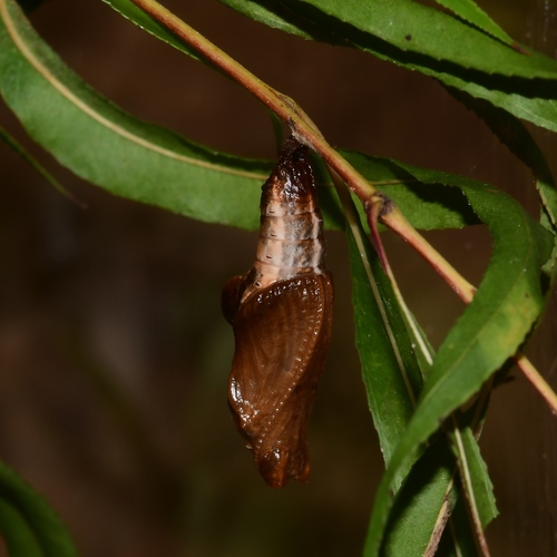 Viceroy, photo 6 of 9