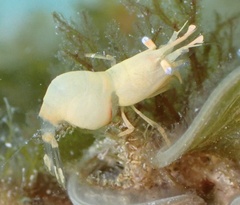 Hippolyte coerulescens