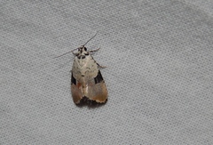 Hiccoda roseitincta
