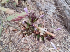 Plumbago pulchella