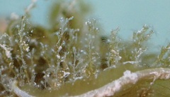 Halecium
