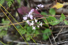 Gypsophila pacifica