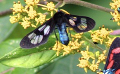 Cosmosoma flavicornis