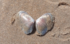 Donacidae