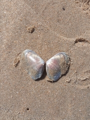 Donacidae
