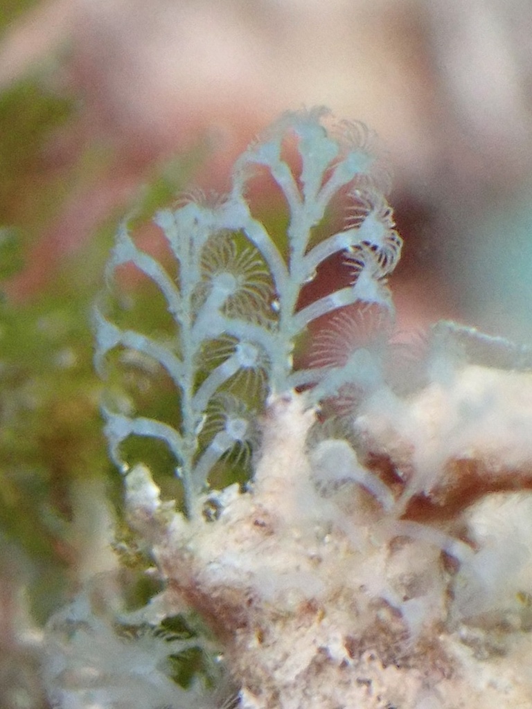 Common curled hydroid
