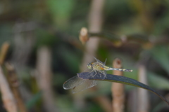 Diplacodes trivialis