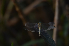 Diplacodes trivialis