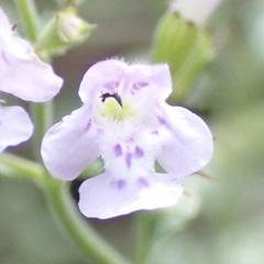 Clinopodium