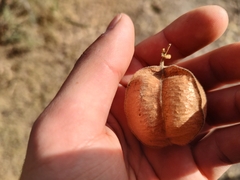 Cardiospermum corindum