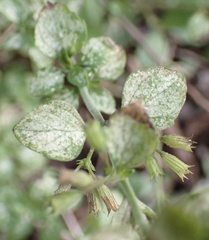 Clinopodium