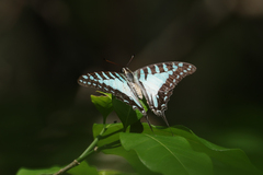 Graphium evombar