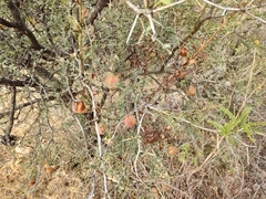 Cardiospermum corindum