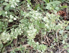 Clinopodium