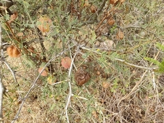 Cardiospermum corindum