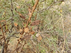 Cardiospermum corindum