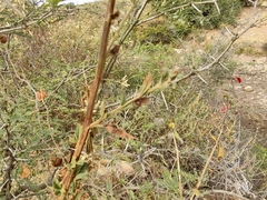 Cardiospermum corindum